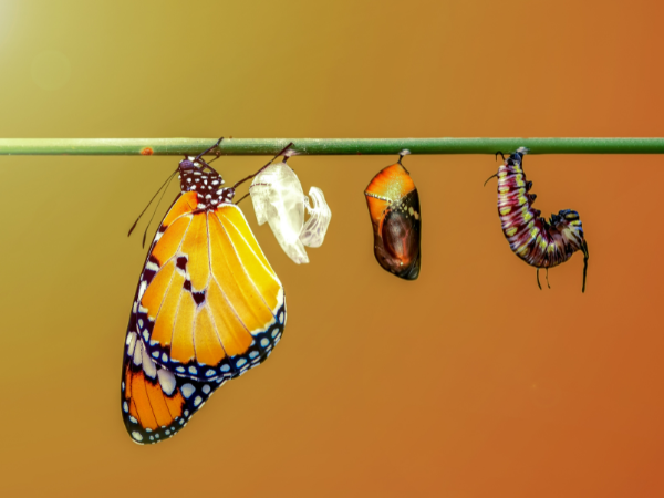 Recognizing and Navigating Transitions